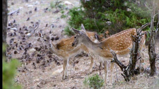 Naturaleza y fotografia. Retazos de un fotografo en la naturaleza. Jose Larrosa смотреть онлайн