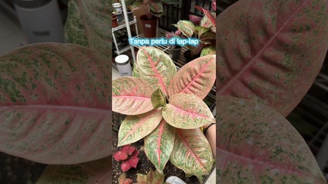 Daun Aglaonema Kinclong dan Glowing😍😍 #aglonema #aglaonema #tanamanhias #decorativeplant