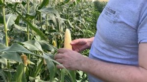 Кукуруза Драйвер. Изумительный вкус и отличный товарный вид.