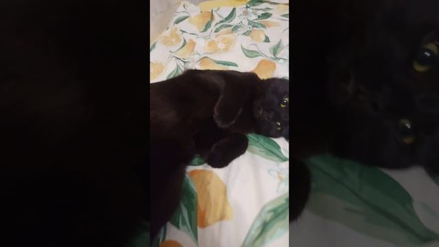 Зайка #blackcat