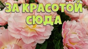 Красота страшная сила! Мы любим цветы