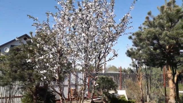 Сакура у нас в саду. смотреть онлайн