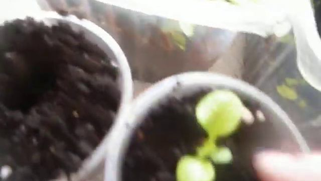 пикировка петунии смотреть онлайн