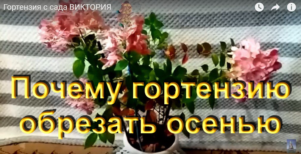 3Почему гортензию обрезать осенью.часть 3.mp4