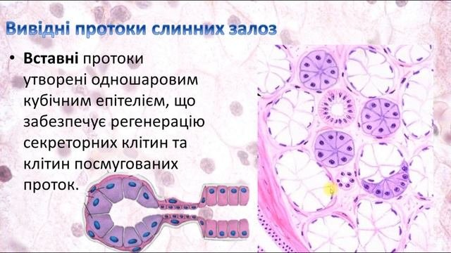 Слинні залози. Гістологія