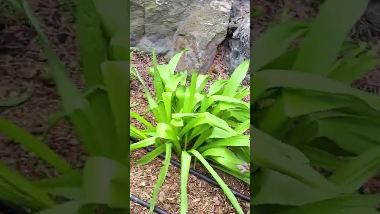 Лучшая роза моих садов! Аспирин. Саженцы в каталоге в вацапе 89193271772 #клематисы #питомник смотреть онлайн