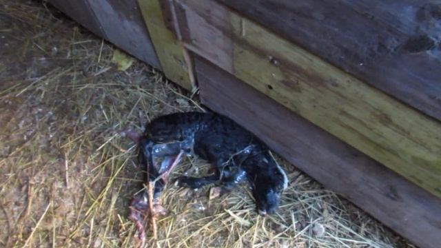 Сезон приплодов открыт. Овцы объягнились...