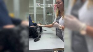 Ложная беременность у собак