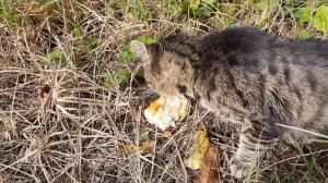 ПРИЕХАЛИ НА ДАЧУ а тут  БЕЗДОМНЫЙ КОТ ? Стерилизуйте своих ПИТОМЦЕВ