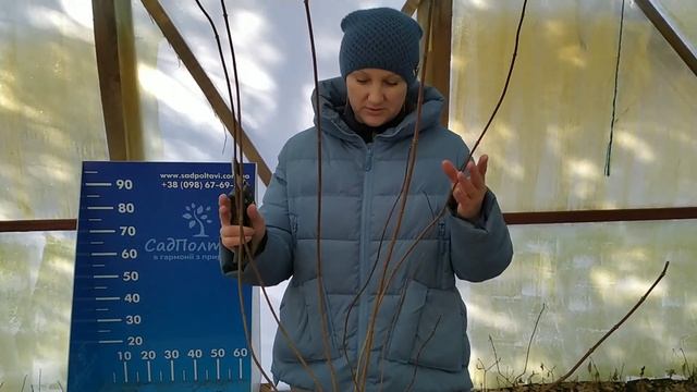Обрезка саженцев гортензии метельчатой. Обрезка гортензии.