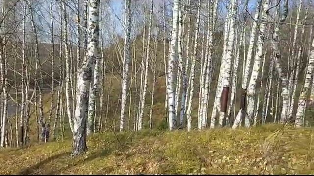 Прогулка по осеннему лесу смотреть онлайн