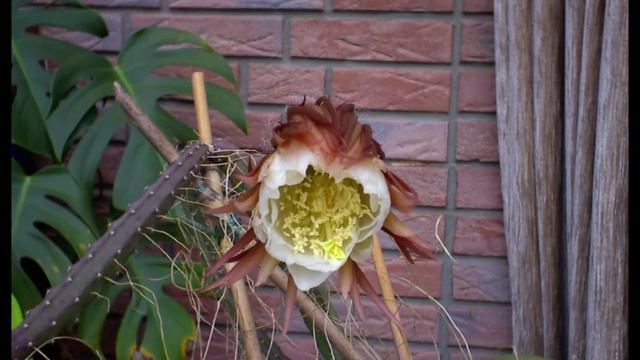 Selenicereus grandiflorus смотреть онлайн