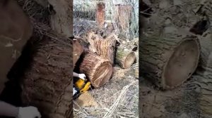 Partner 7000plus против вяза 55см.