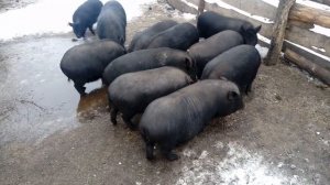 Вьетнамские поросята.Мой опыт.