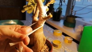 ФОРМИРОВАНИЕ КРОНЫ У АДЕНИУМА ПРИВИВКАМИ. ЧАСТЬ 1.