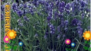 Лаванда узколистная Аромат Прованса. Краткий обзор, описание характеристик, где купить семена