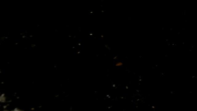 ФИАЛКИ ОСТОРОЖНО НЕМАТОДЫ Veilchen