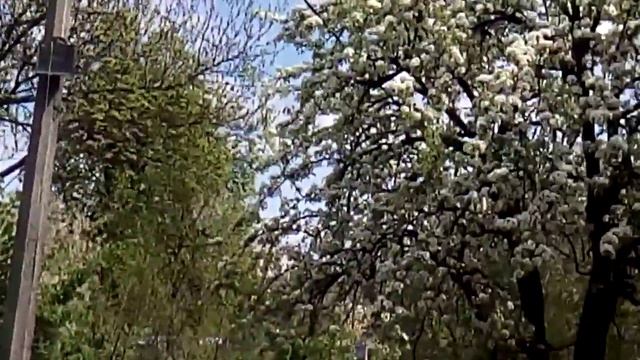 Весна пришла Цветут деревья Белыми Цветами