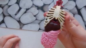 Купили в Фикс Прайс конструктор Модель человека/Процесс сборки/результат