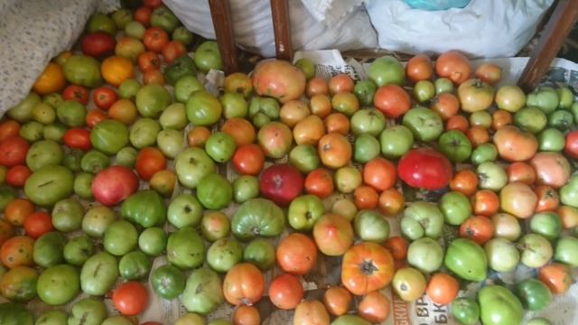 Зеленые помидоры. Секрет дозревания дома. смотреть онлайн