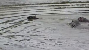 Бегемоты спасают антилопу от крокодилов Очень трогательное видео