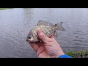 Ловля карася на закидушки(донку), карась капризничает, но пару уговорил