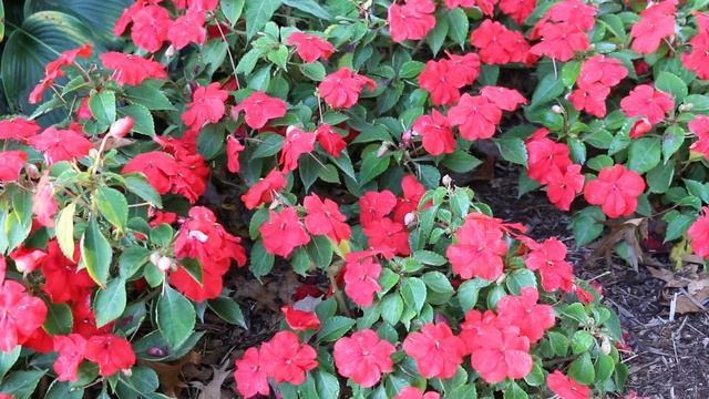 Impatiens (Impatiens walleriana) - Plant Identification смотреть онлайн