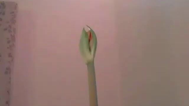 An Amaryllis grown indoors. смотреть онлайн