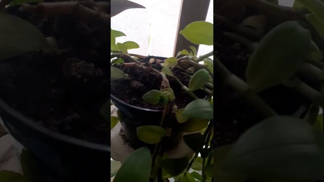 Традесканция уход от А до Я.