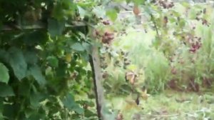 Ежевика  не колючая  .  Канадская  .