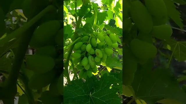 гф Калугина В.М. Вулкан 03.07.2022г. смотреть онлайн