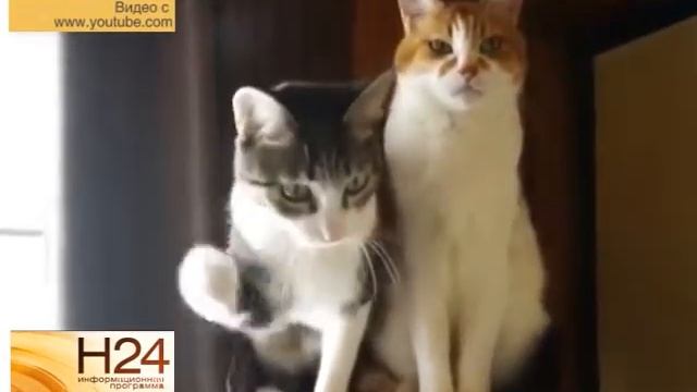 Храпящая девушка в рубрике "Новости сети" от 10 февраля смотреть онлайн