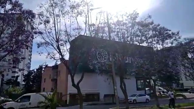 Это не глициния, не баухиния. Что за удивительное дерево? ??? смотреть онлайн