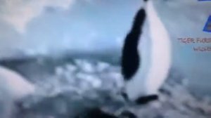 Penguin slaps other penguin