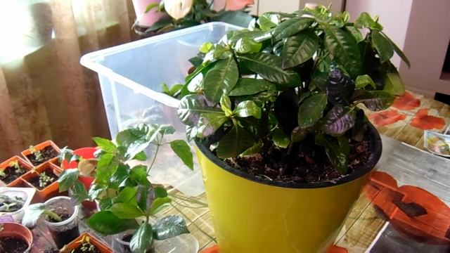 Гардения зимой. Обзор пересаженных черенков гардении, гипоэстеса... смотреть онлайн