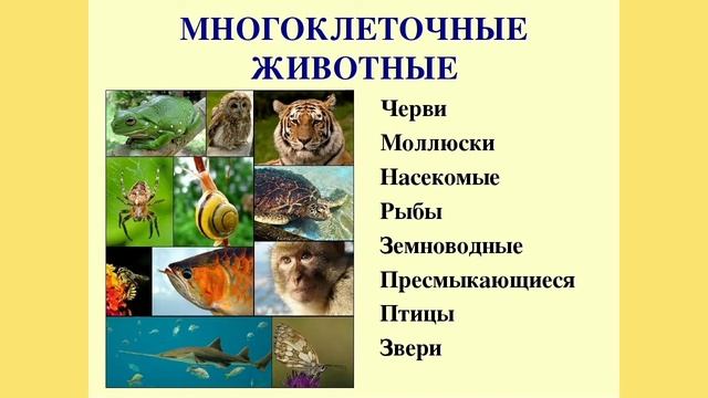 БИОЛОГИЯ 5 КЛАСС.Царство животных.