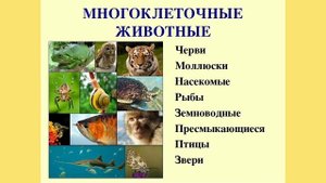 БИОЛОГИЯ 5 КЛАСС.Царство животных.