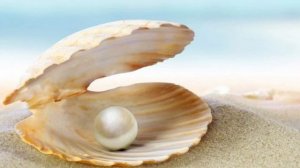 как образуется жемчуг?