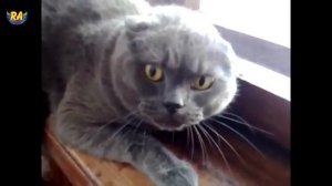 Смешные животные злые коты 2