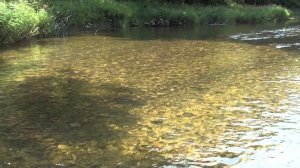 р. Зилим, пеший одиночный поход, август 2014г.