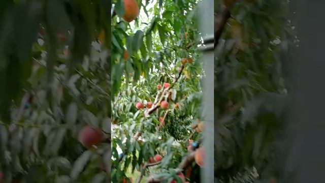 Персик Т5 ( Топ свит) - урожай 2021.Видео и отзыв. смотреть онлайн