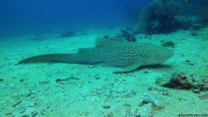 Дайвинг на Пхукете - Шарк Поинт.