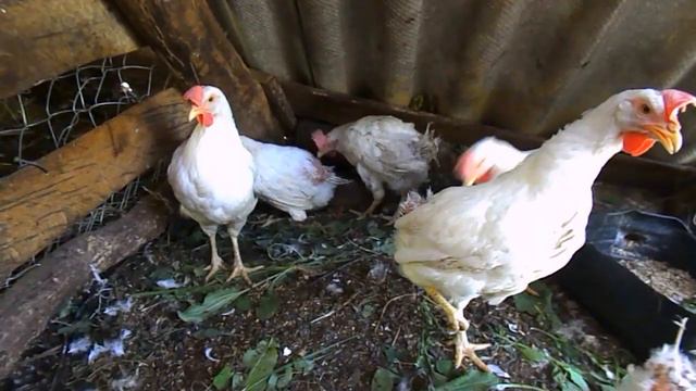 Простогонимоз у кур, что это и как лечить смотреть онлайн