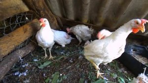 Простогонимоз у кур, что это и как лечить