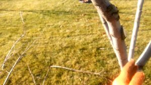 Почему чернеет кора на срезах. Правильные срезы при обрезке.