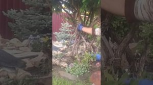 Как  из жимолости  можно сформировать  бонсай  и сэкономить  место !