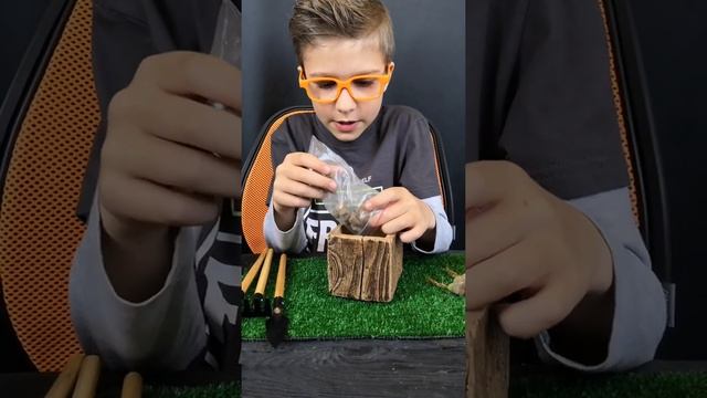 Литопс Карасмонтана | ПРАВИЛА ПОСАДКИ ЛИТОПСОВ смотреть онлайн