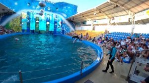 Дельфинарий НЕМО Одесса // Dolphinarium NEMO Odessa// Выступление дельфинов