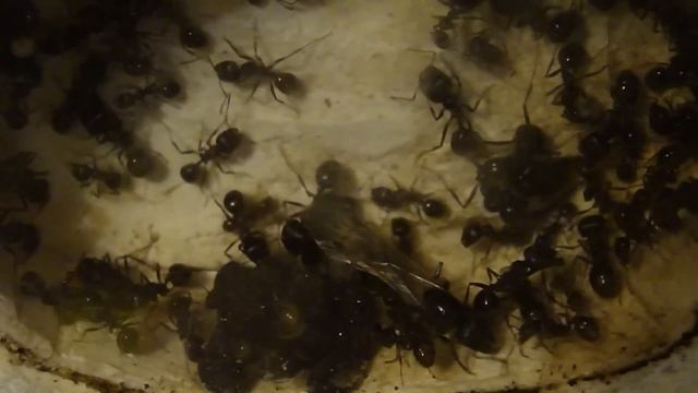 ViewAnts. Messor Structor - муравей-жнец или спокойный земледелец. Обзор смотреть онлайн