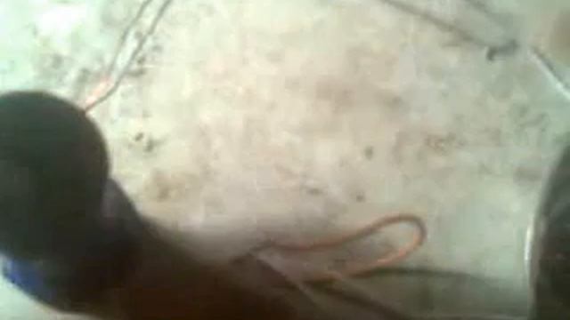 трансформатор зделан сам смотреть онлайн